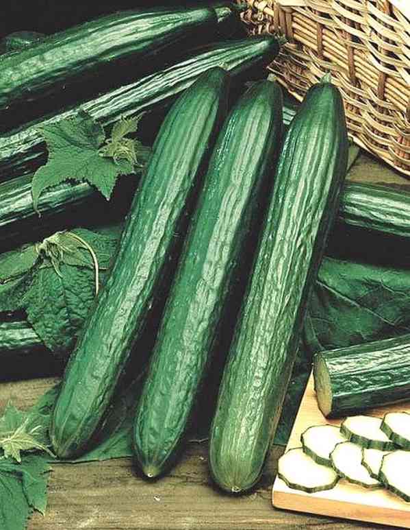 Okurka salátová Marta F1 - semena