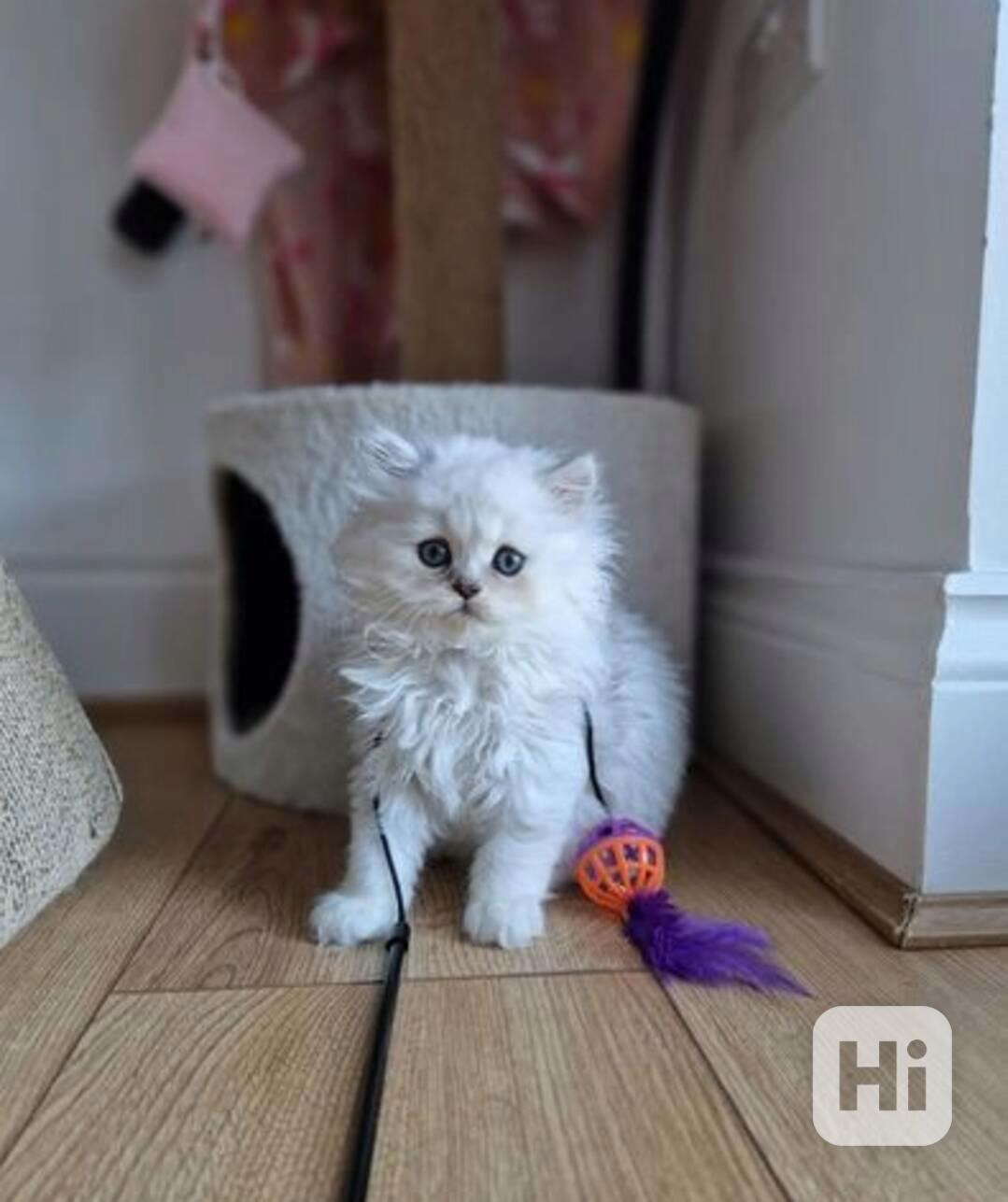 ❤️ Krásné perské kotě k dispozici ♥️ - foto 1