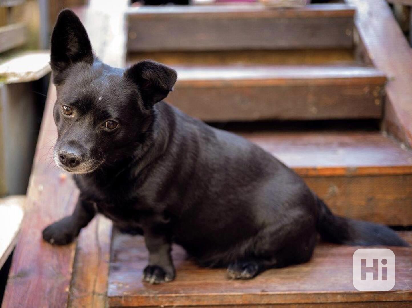 Marley - menší psík, 5 let - foto 1