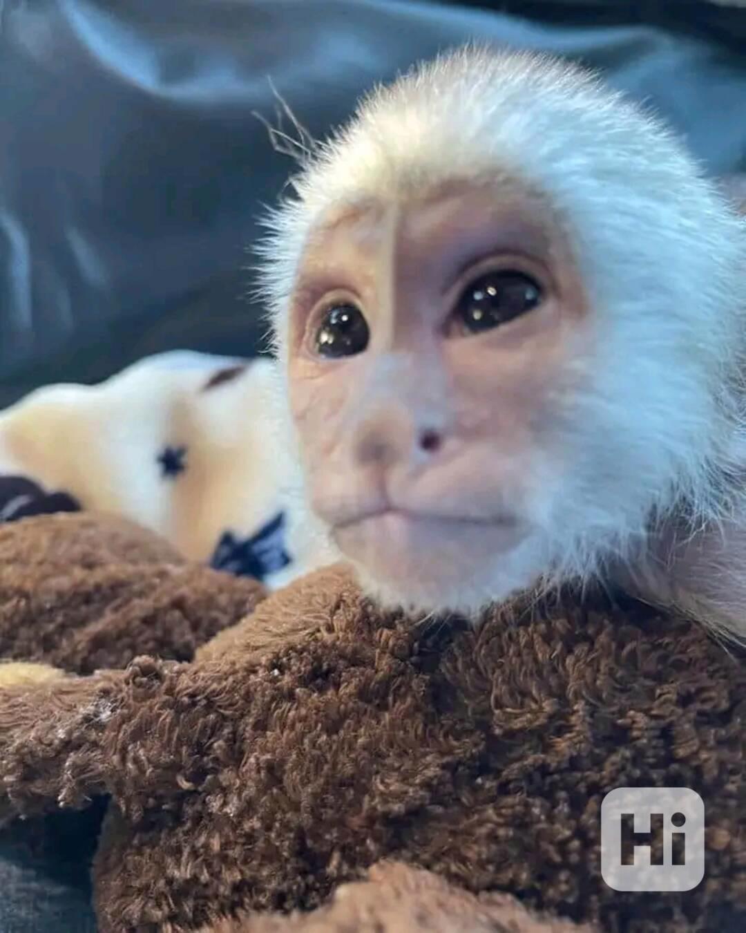  Roztomilá bílá tvář kapucínky - foto 1