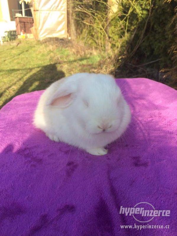Zakrslý  králík - foto 1