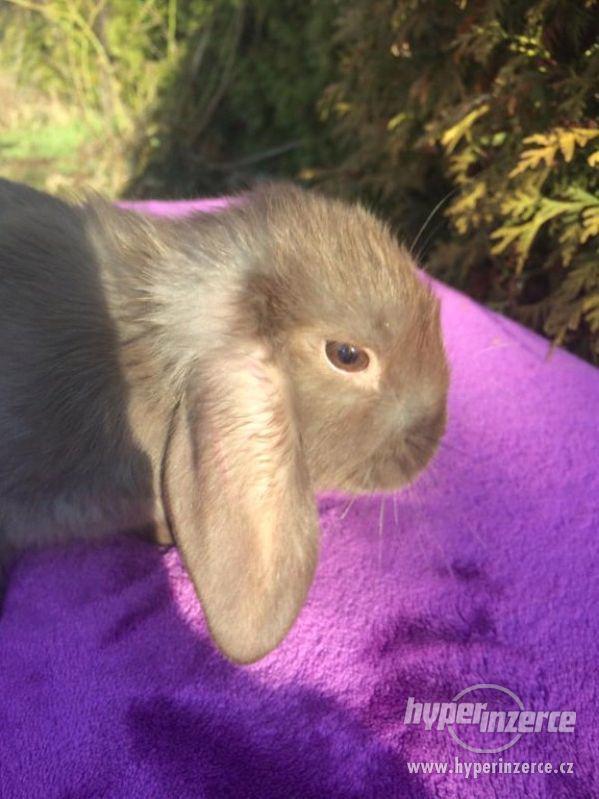 Zakrslý  králík - foto 2