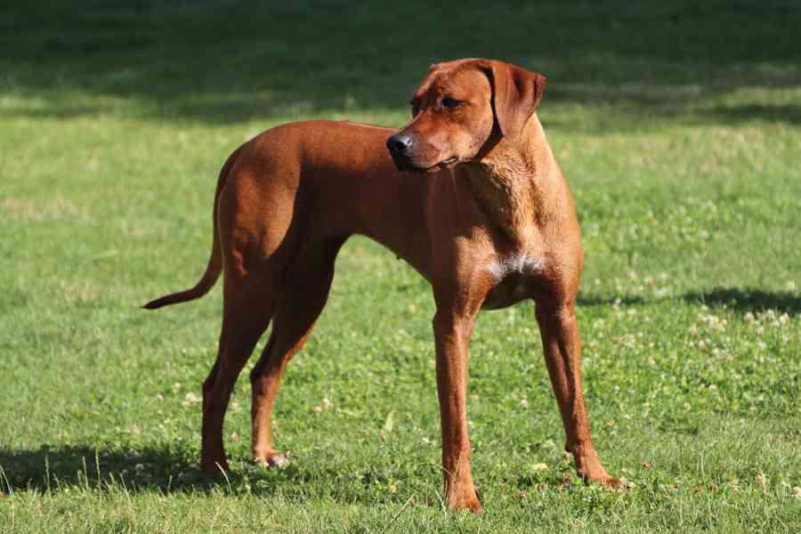 ŠTĚNDA - Rhodéský ridgeback - foto 3