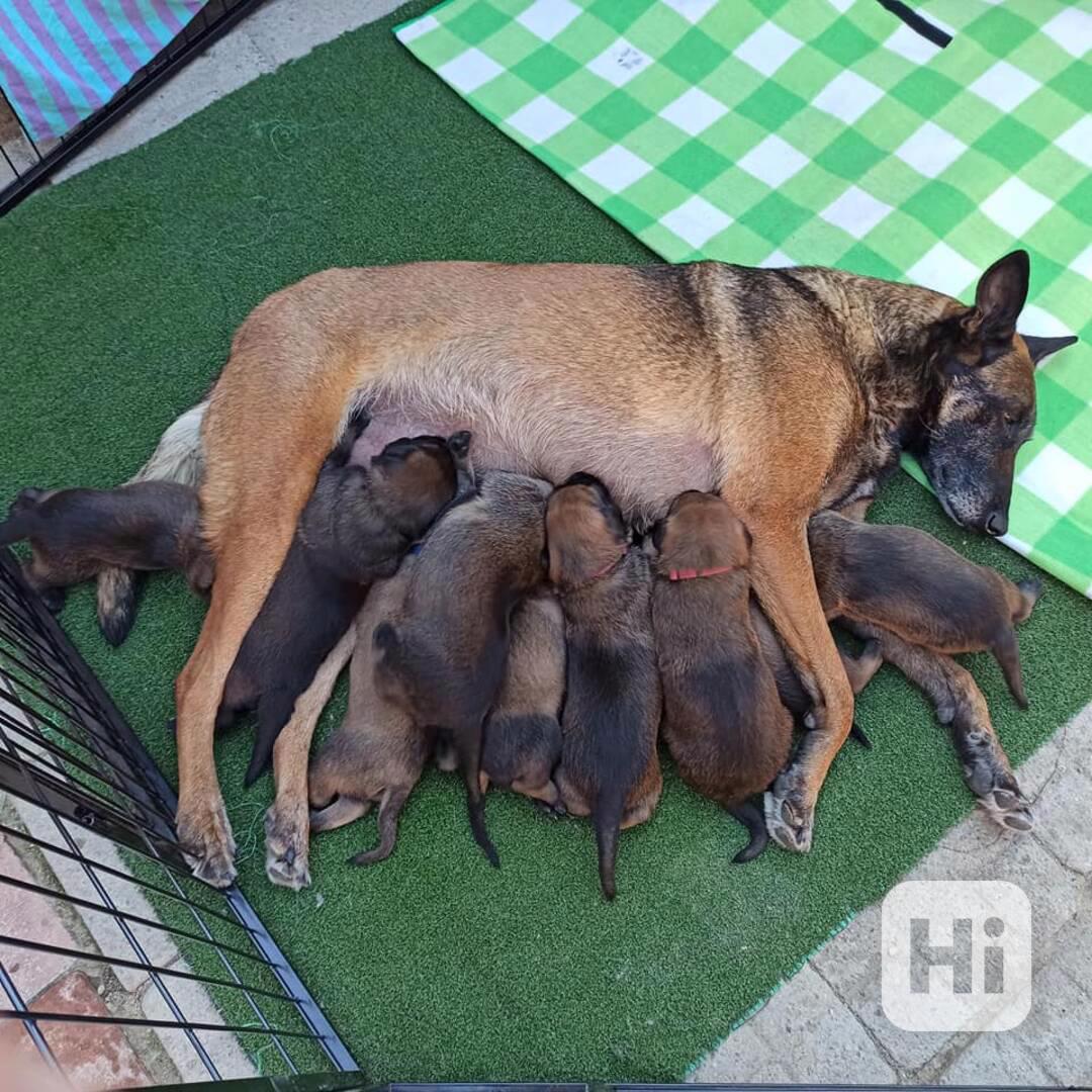 Belgicky ovčák malinois - foto 1