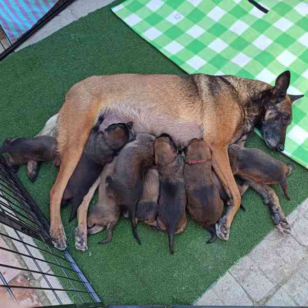 Belgicky ovčák malinois - foto 1