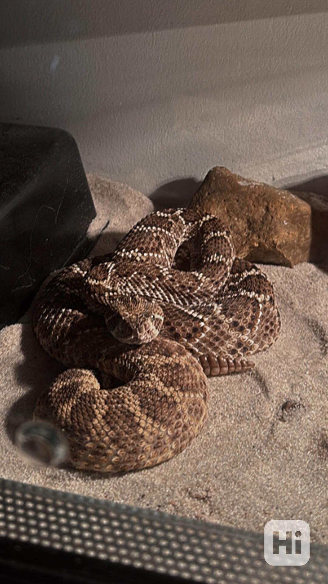 Crotalus atrox - foto 1