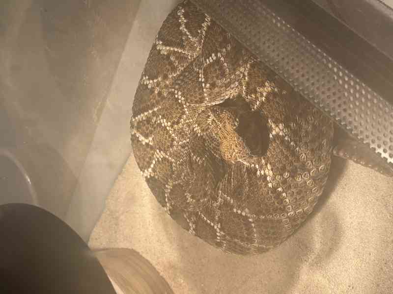 Crotalus atrox - foto 3