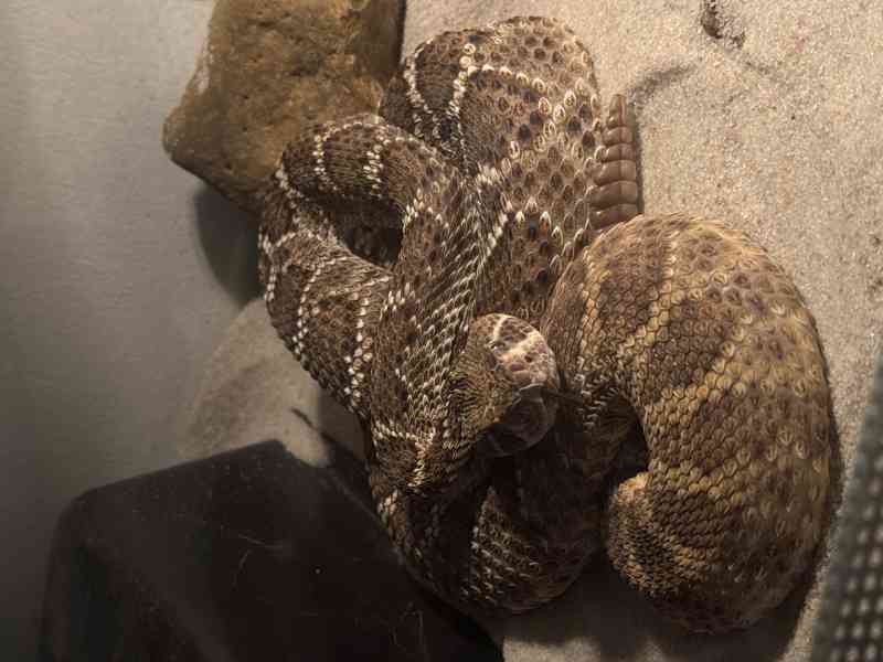 Crotalus atrox - foto 2