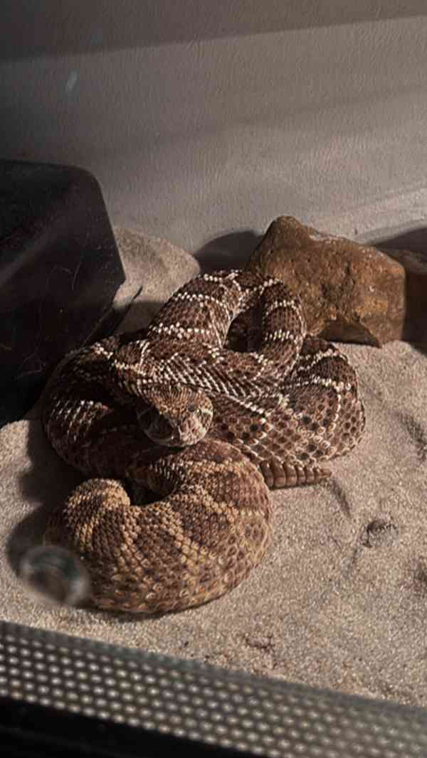 Crotalus atrox - foto 1