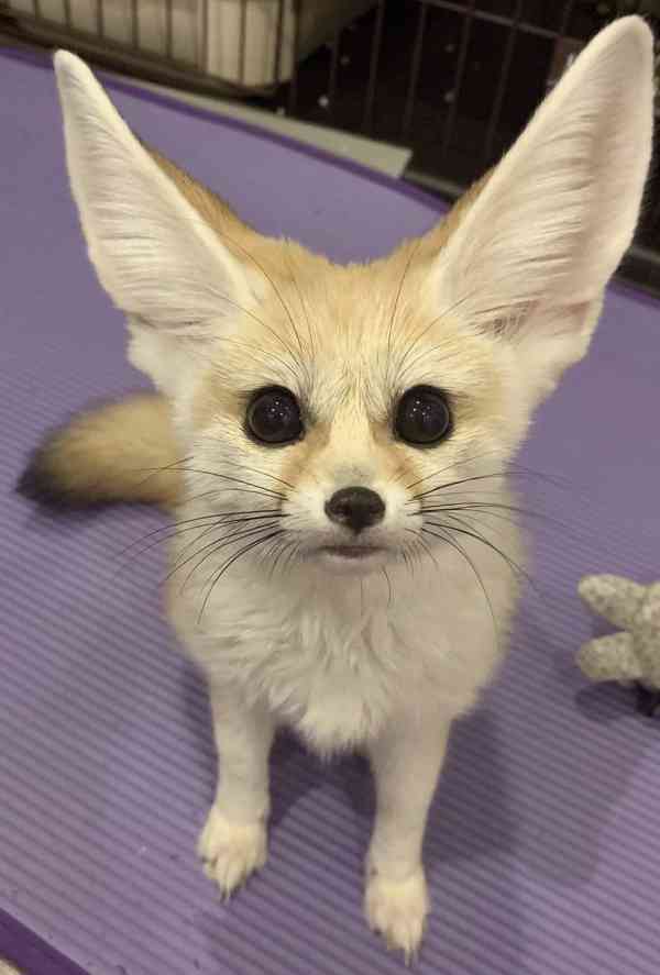 Špičková fennec liška zdarma k adopci zdarma  