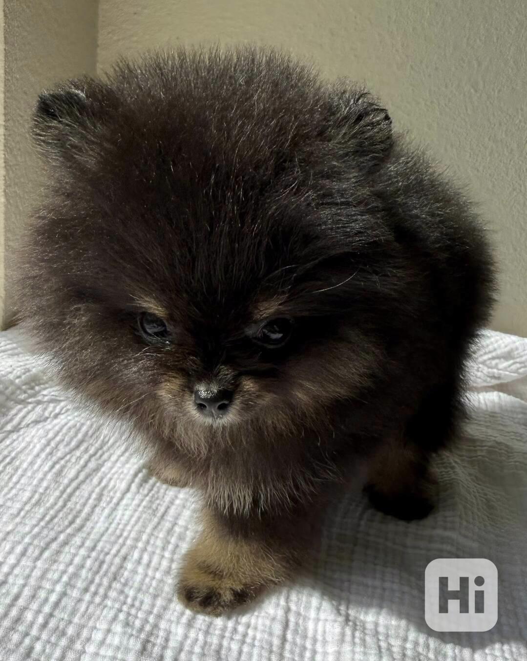 Štěňata pomeranského... - foto 1