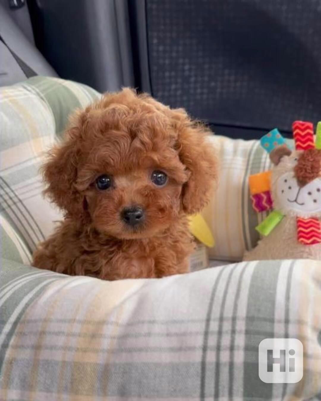 Štěňata toy pudla k adopci - foto 1