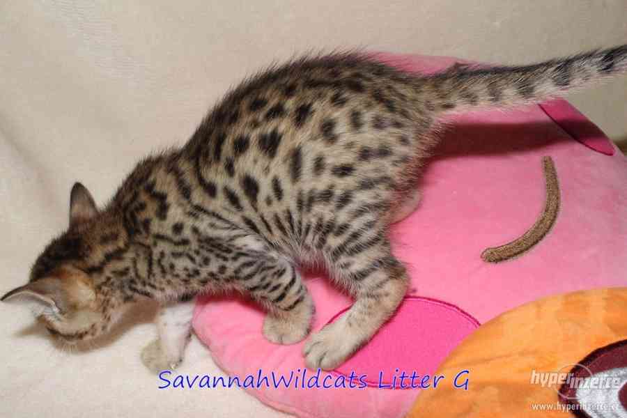 Savannah SBT, savanová koťátka s PP - foto 5