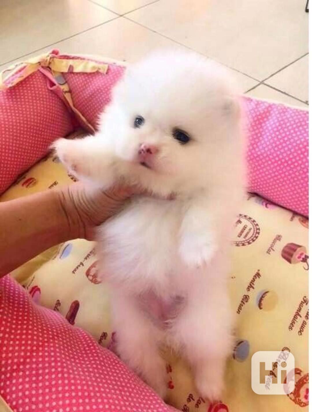 Mini pomeranian Německý špic.  - foto 1
