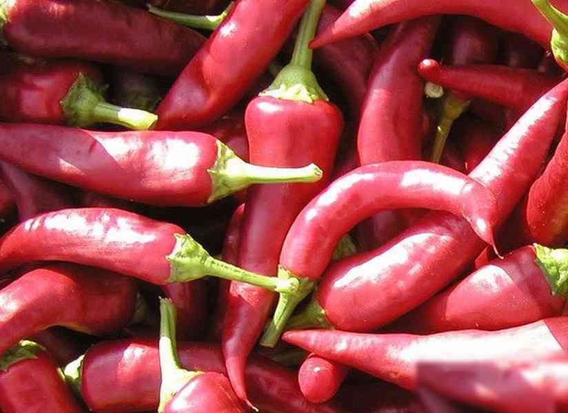 Paprika Žitava - semena