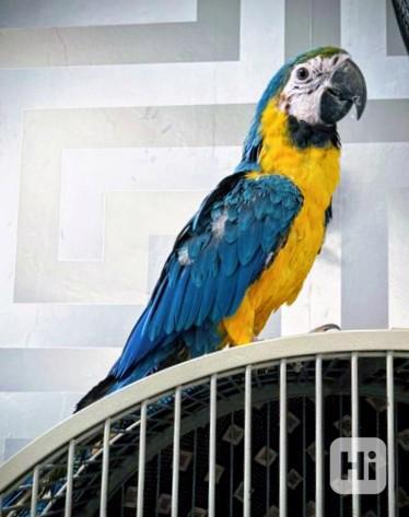 Mládě 16 týdnů starý modrozlatý ara - foto 1