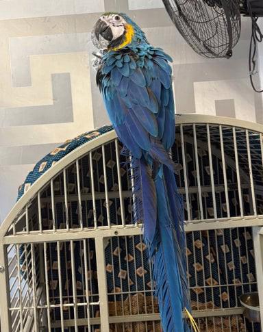 Mládě 16 týdnů starý modrozlatý ara - foto 4