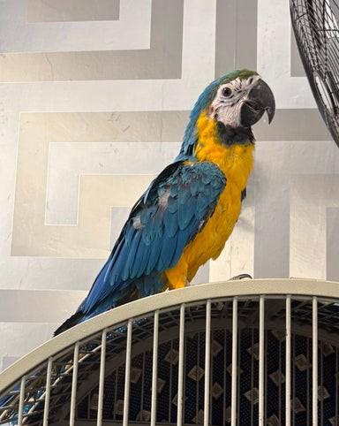 Mládě 16 týdnů starý modrozlatý ara - foto 5