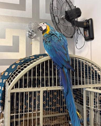 Mládě 16 týdnů starý modrozlatý ara - foto 3