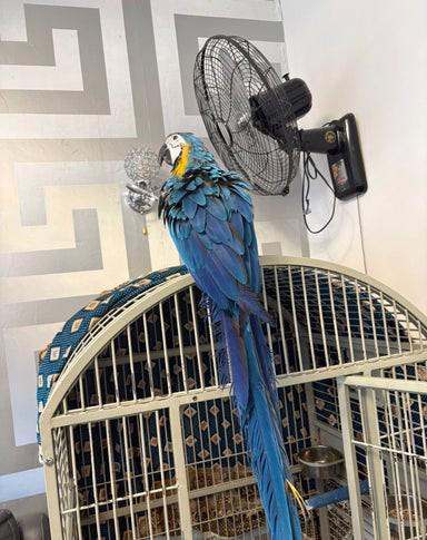 Mládě 16 týdnů starý modrozlatý ara - foto 2