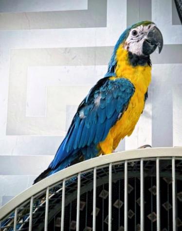 Mládě 16 týdnů starý modrozlatý ara - foto 1