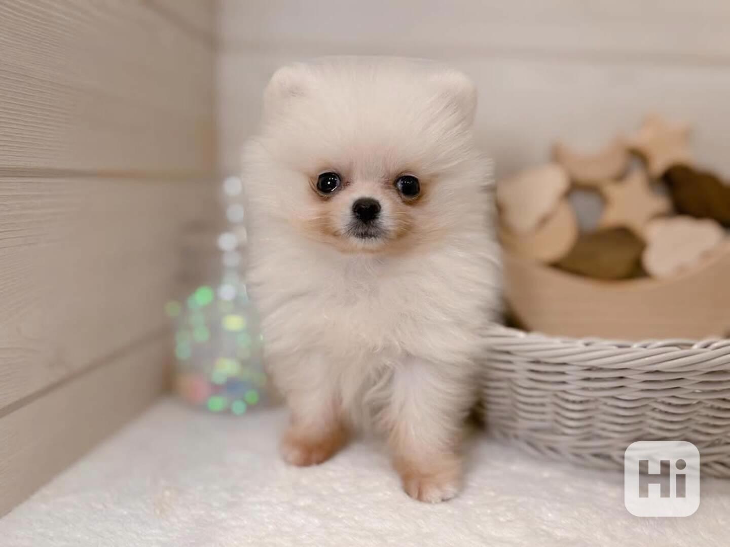 Štěně pomeranského buldoka k adopci - foto 1