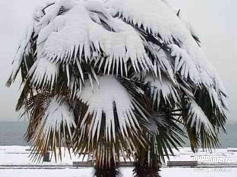 Palma Trachycarpus fortunei - sazenice - foto 1