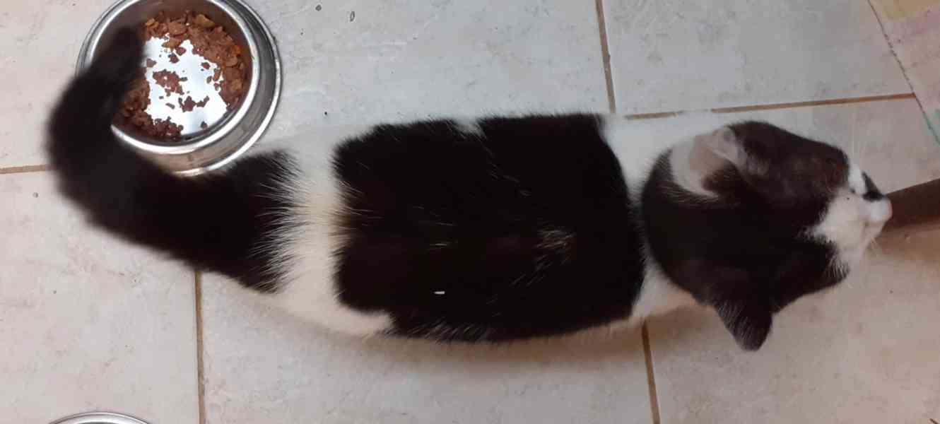 Bíločerný, hravý, milý, hodný 7měsíční Harry hledá domov, - foto 7