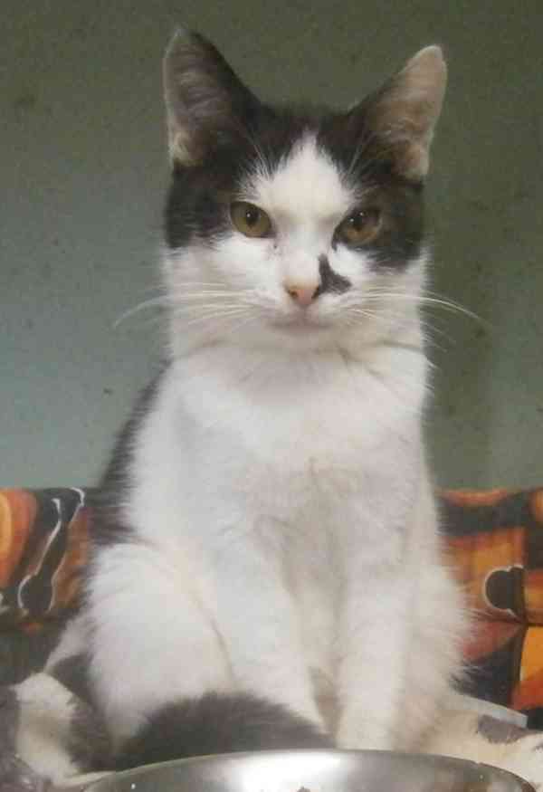 Bíločerný, hravý, milý, hodný 7měsíční Harry hledá domov, - foto 3