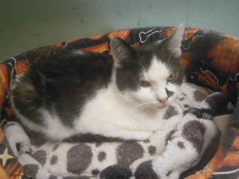 Bíločerný, hravý, milý, hodný 7měsíční Harry hledá domov, - foto 1