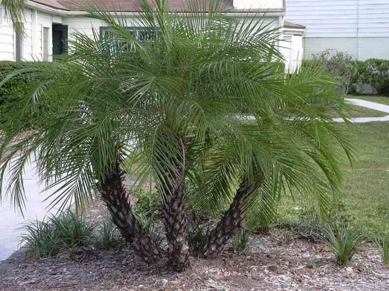 naklíčená semena palma Phoenix roebelenii - foto 1