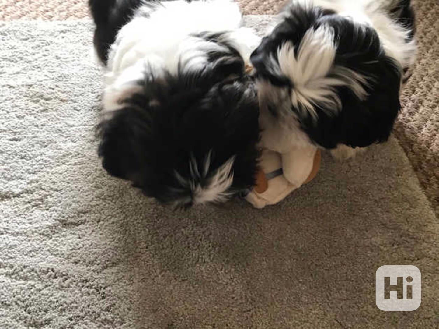 Štěňata Shih Tzu k adopci v Praze - foto 1
