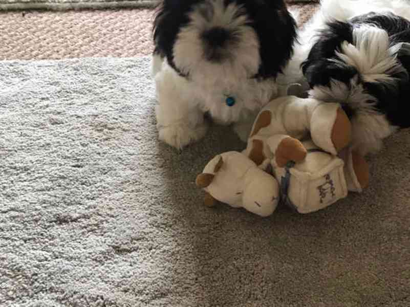 Štěňata Shih Tzu k adopci v Praze - foto 3