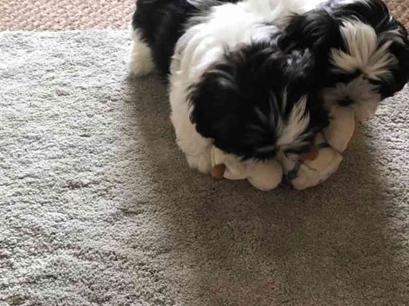 Štěňata Shih Tzu k adopci v Praze - foto 2