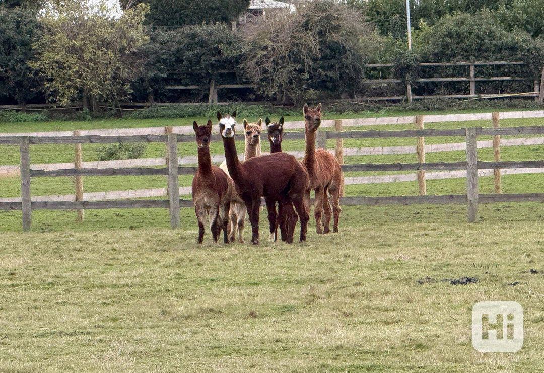 Mini stádo alpak - foto 1