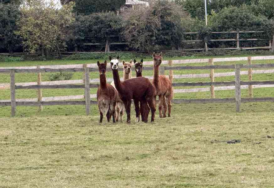 Mini stádo alpak - foto 3
