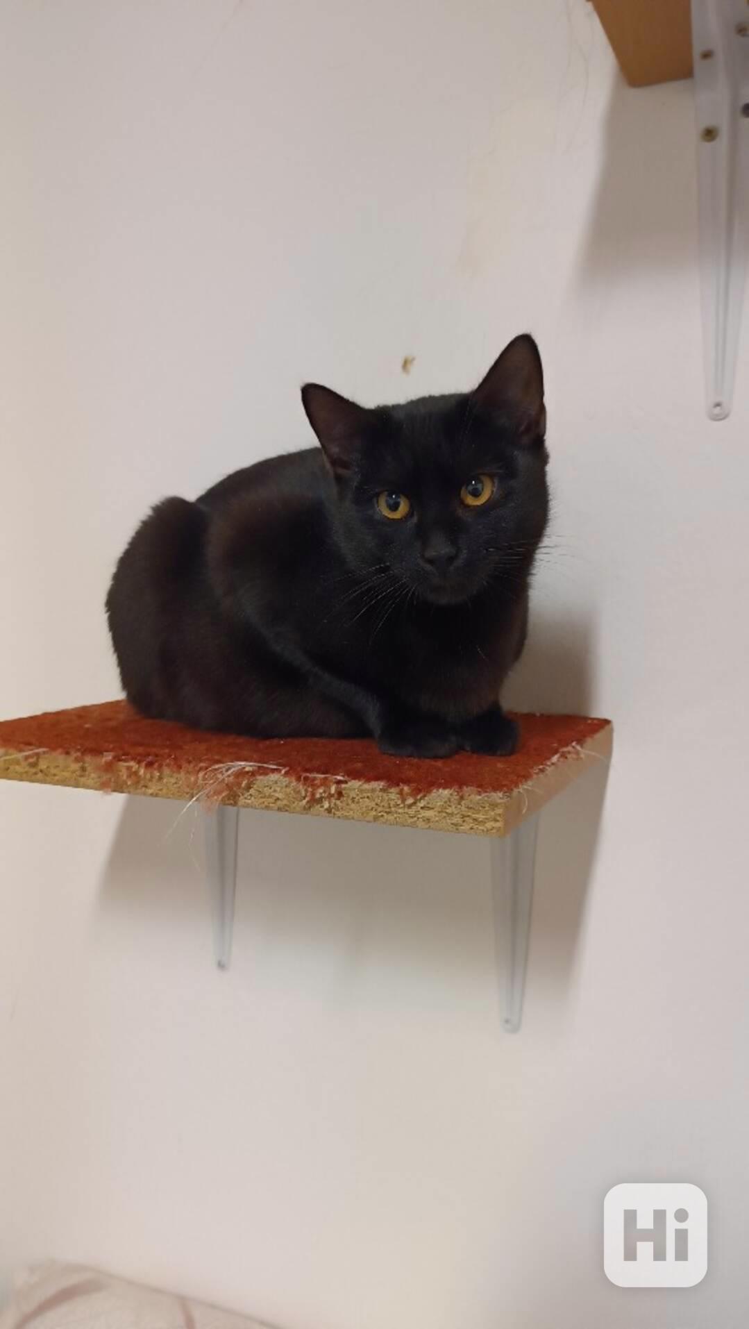 Faust je asi 7měsíční černý kocourek. - foto 1