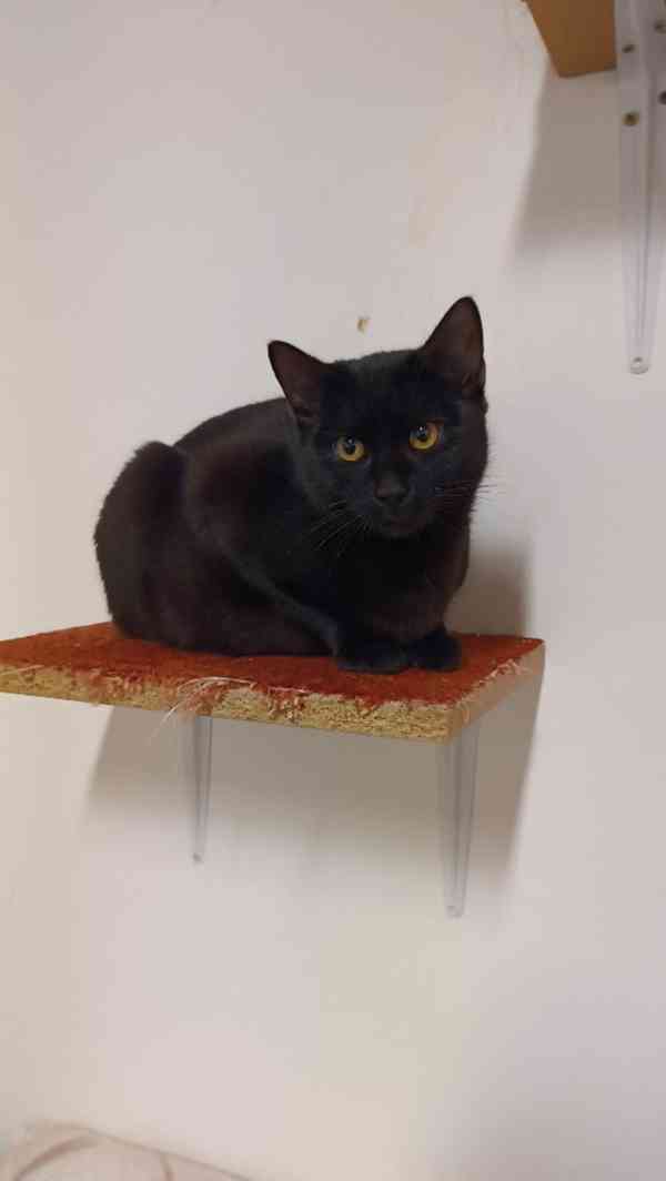 Faust je asi 7měsíční černý kocourek. - foto 1