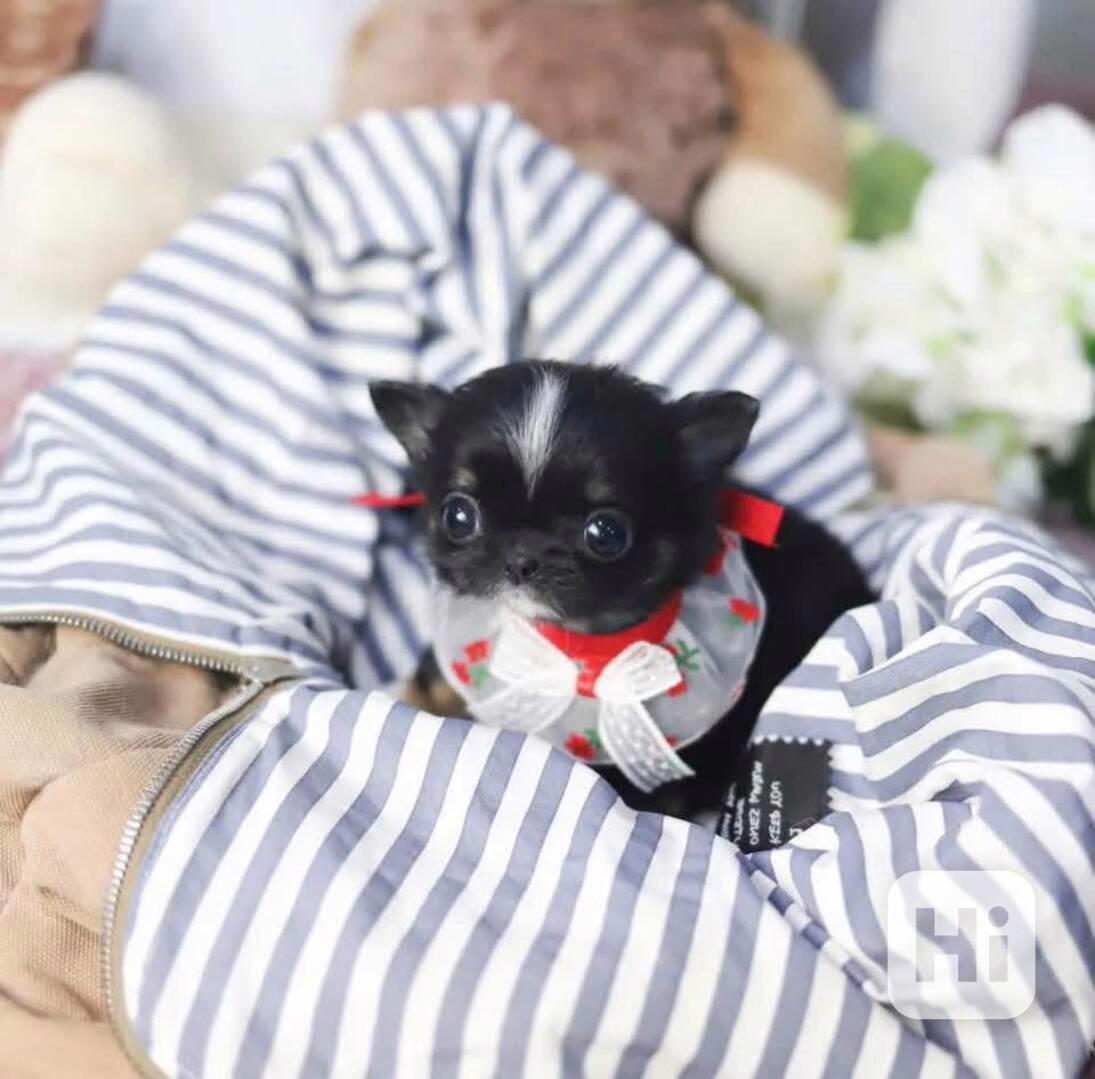 Štěňata čivavy - foto 1