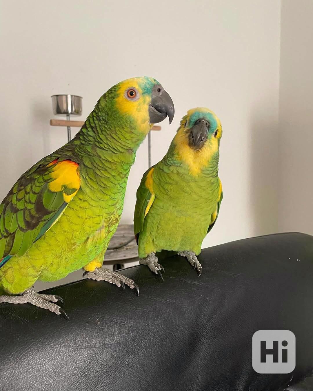 Zdraví a krásní ručně ochočení amazonští papoušci - foto 1