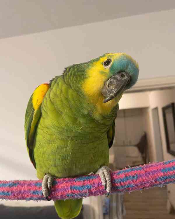 Zdraví a krásní ručně ochočení amazonští papoušci - foto 2