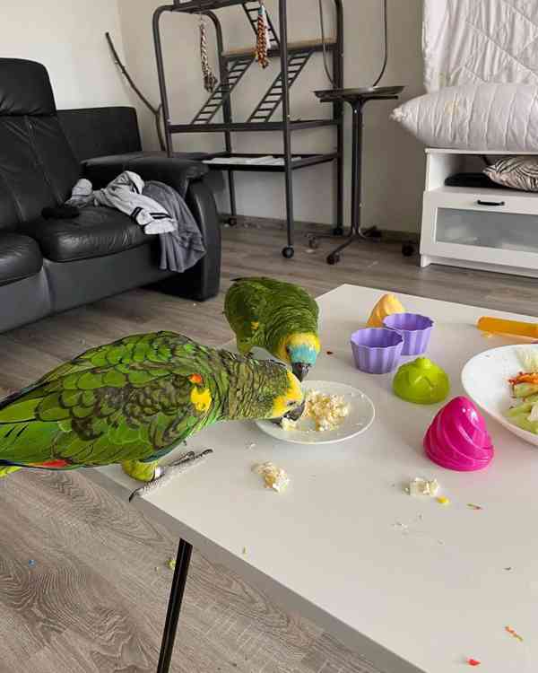 Zdraví a krásní ručně ochočení amazonští papoušci - foto 3