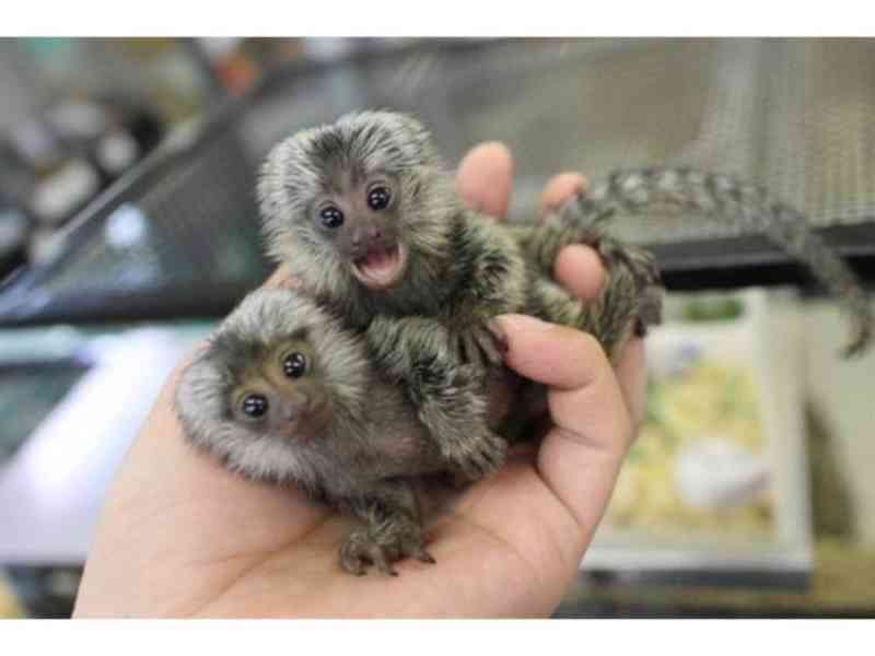 marmoset opice  k adopci - foto 1