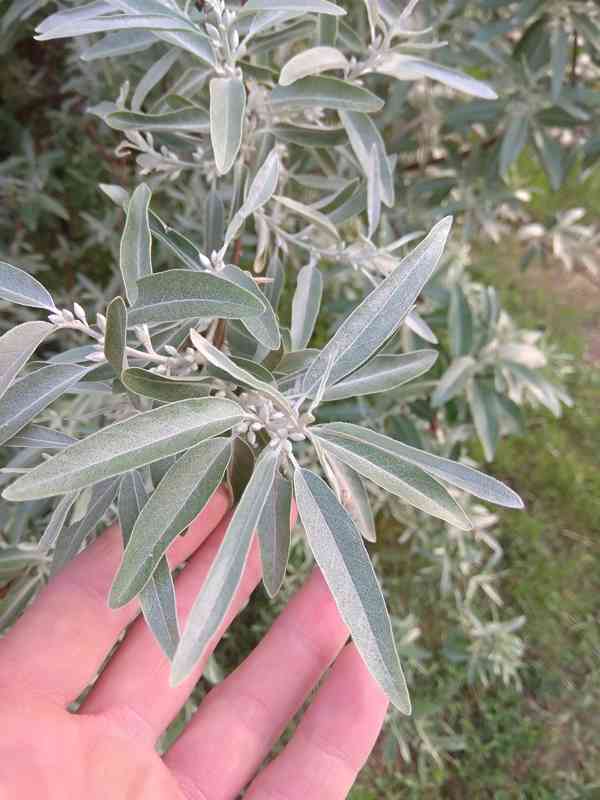 Hlošina úzkolistá (Elaeagnus angustifolia) 100 cm - foto 2