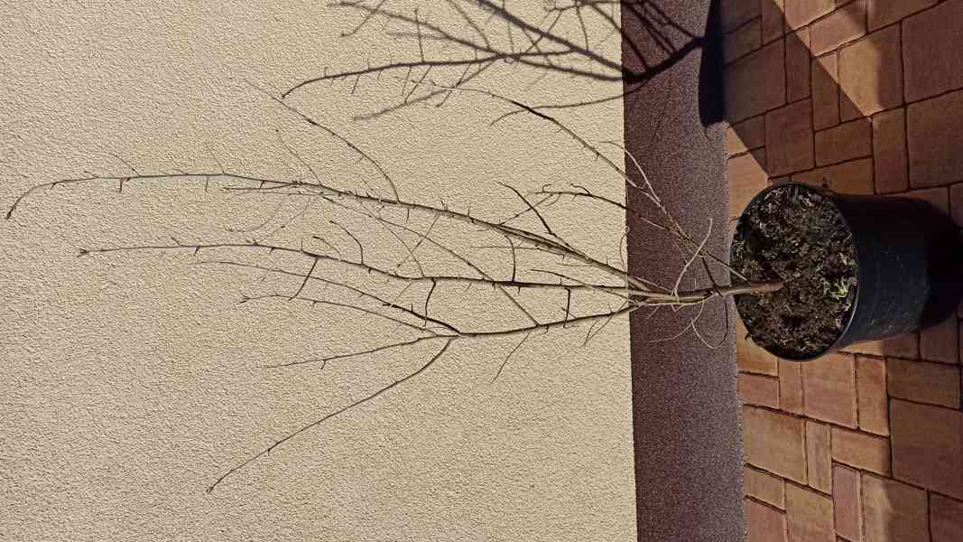 Hlošina úzkolistá (Elaeagnus angustifolia) 100 cm - foto 3