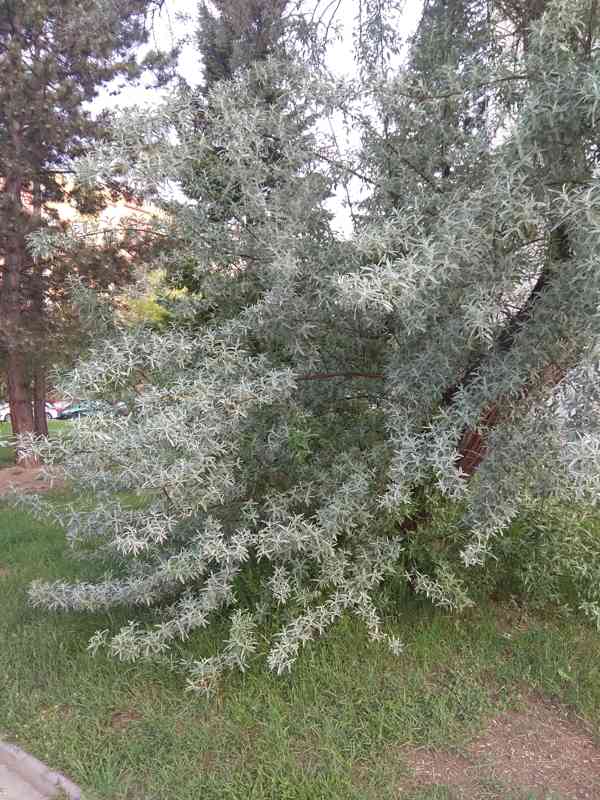 Hlošina úzkolistá (Elaeagnus angustifolia) 100 cm - foto 1