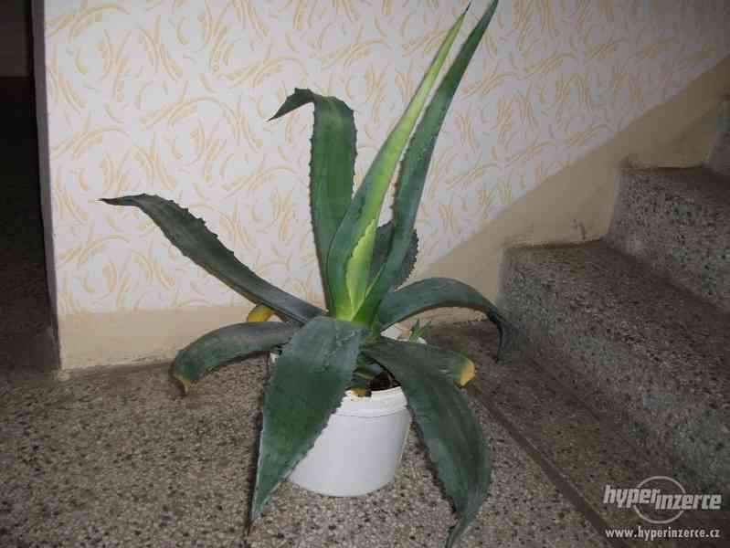 Velké agáve + palma yucca - foto 1