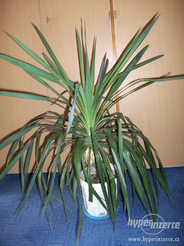 Velké agáve + palma yucca - foto 2