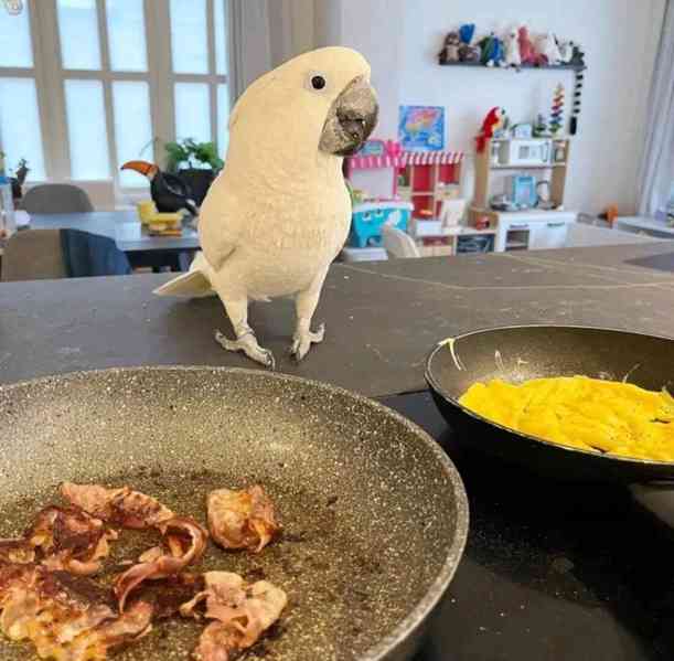 Hledá se milující domov pro mé papoušky kakadu - foto 3