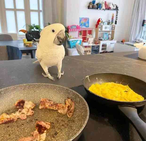 Hledá se milující domov pro mé papoušky kakadu - foto 1